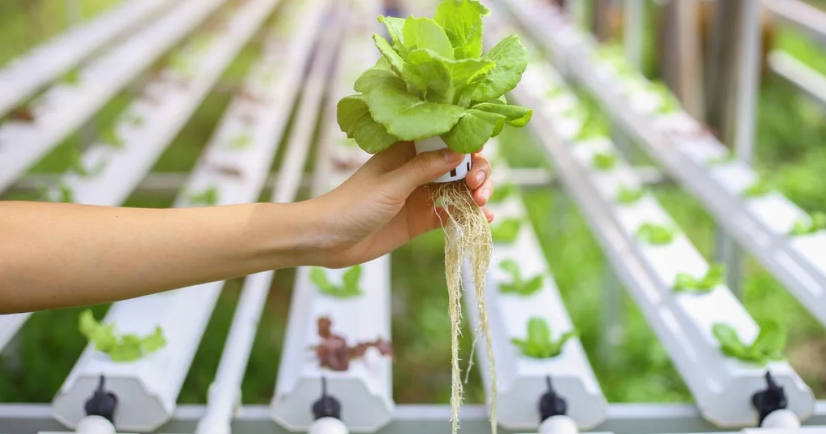 Discover The Best Hydroponic Foliar Sprays For Optimal Growth